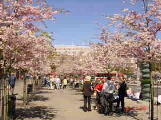 Kungsträdgården i blomning den 9 maj 2001