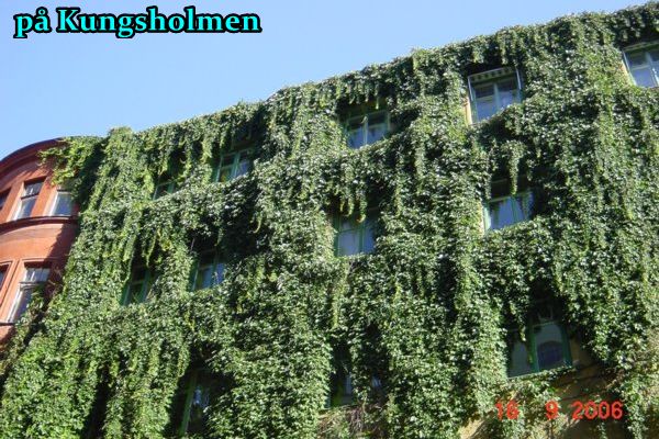 grön vägg på Kungsholmen