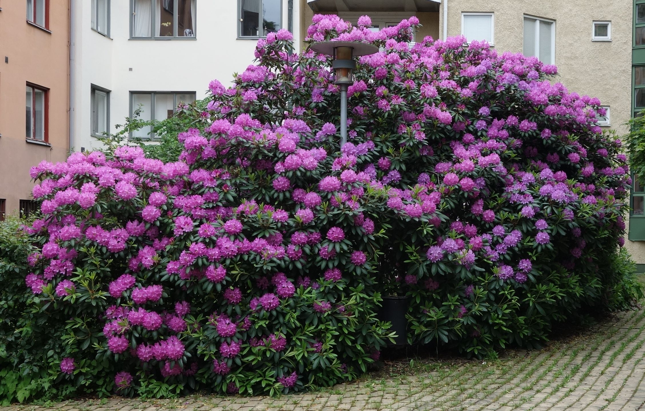 rhododendron 2014