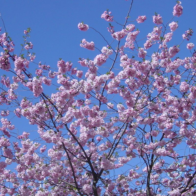 de japanska körsbärsträden i Kungsträdgården