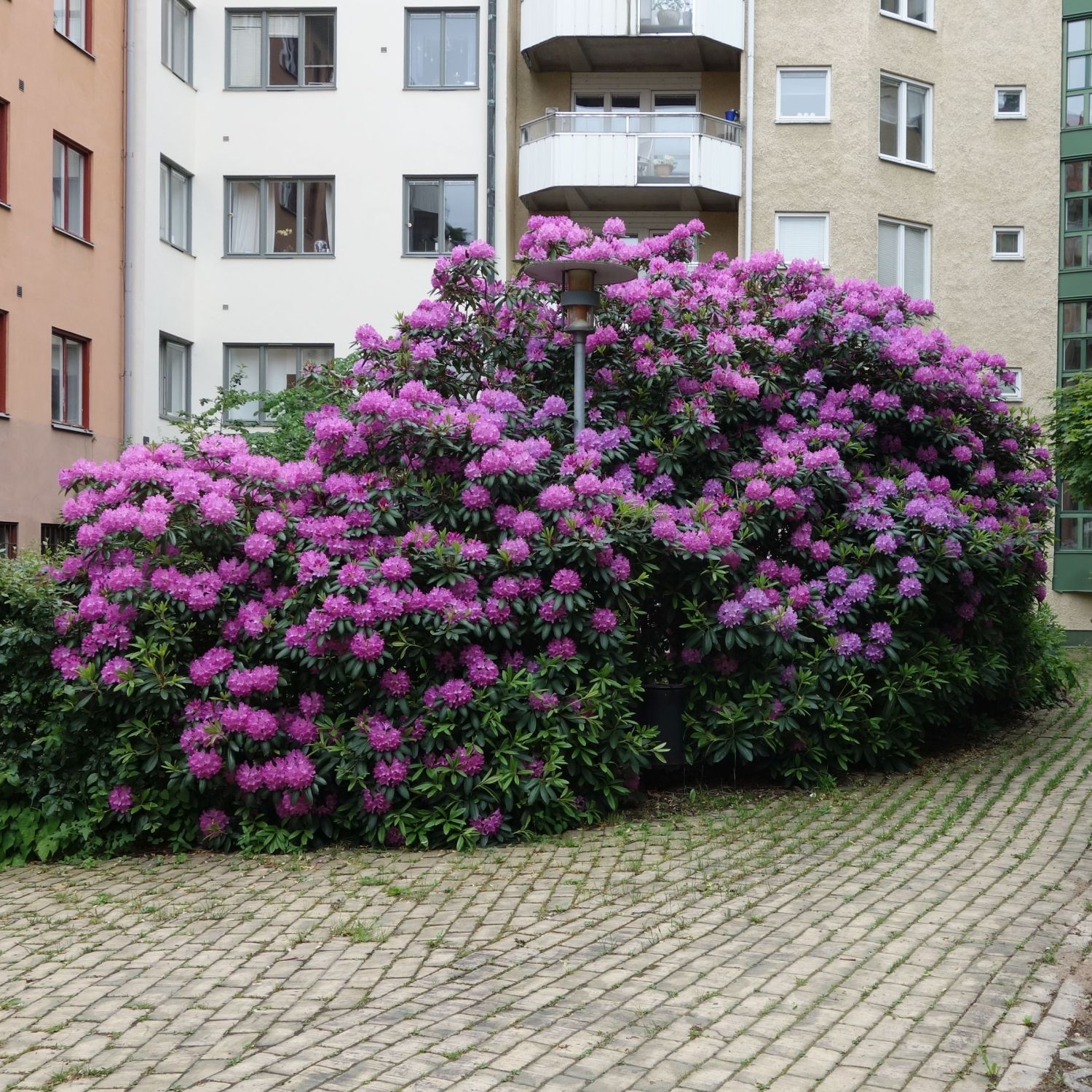 enorm rhododendron
