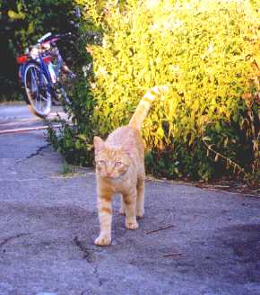 katten på Öland, år 1999