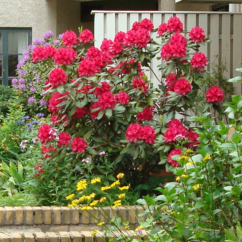 är det inte röda blommor på rhododendron hos grannen?