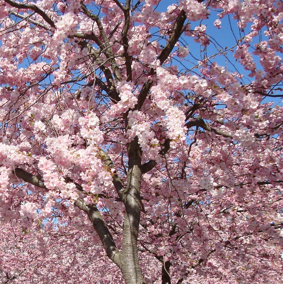 De japanska körsbärsträden blommar