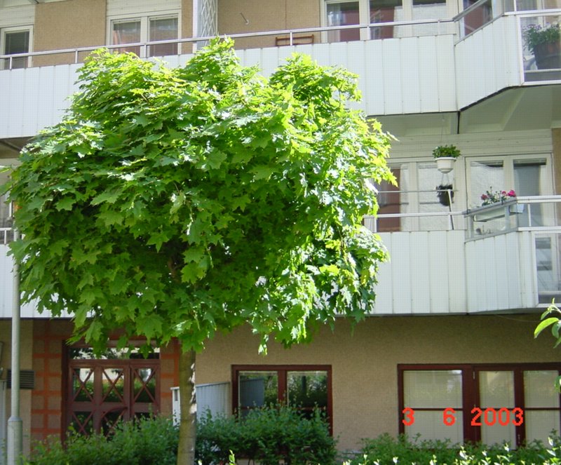 the maple tree, den bladrika lönnen, 3 juni 2003